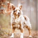 Ayla avatar