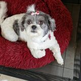 Bella avatar