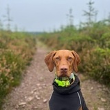 Nala avatar