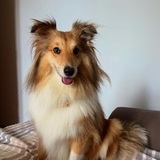 Charlotte avatar