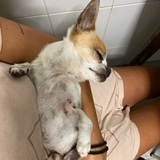 Gizmo avatar