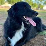 Rex avatar