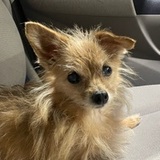 Minnie avatar