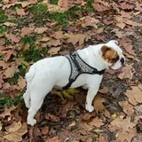 Giselle  avatar