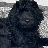 Balou avatar