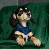 Bilbo avatar