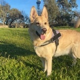 Vito avatar