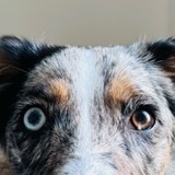 Loki avatar