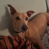 Canela avatar