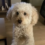 Noah avatar