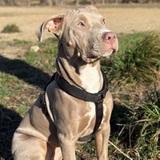 Melis avatar