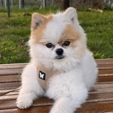 Leo  avatar