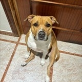Laila avatar
