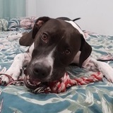 Kattana avatar