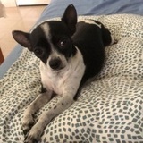Bimba avatar