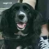 Negri avatar