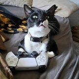 Oreo avatar