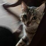 Vito avatar