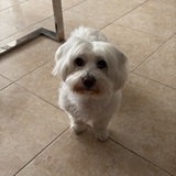 Coco avatar