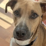 clancy avatar