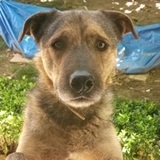 Azor avatar