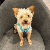 Pepito avatar