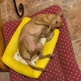 Alina avatar