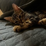 Oliva  avatar