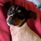 Kuki avatar