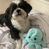 Tiko avatar