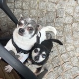 Toffee & Bruno avatar