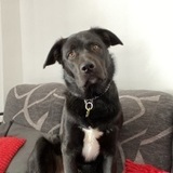 Thor avatar