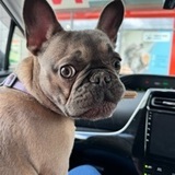 Violet avatar