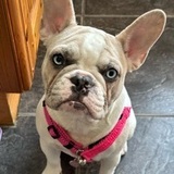 Daisey avatar