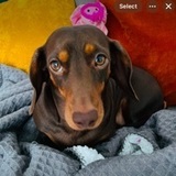 Molly avatar