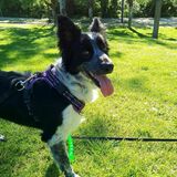 Nala avatar