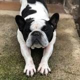 Lola avatar