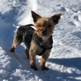 Golda avatar