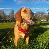 Romeo avatar