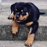 Koby avatar
