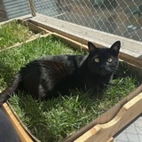 Romeo  avatar