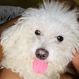 Melody avatar