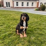 Ollie avatar