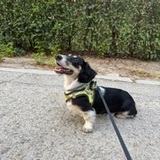 Archie avatar
