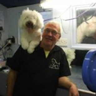 208 Best Dog Grooming Shop Images In 2019 Dog Grooming
