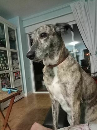 Paseos y un hogar con ambiente familiar para tu Luli