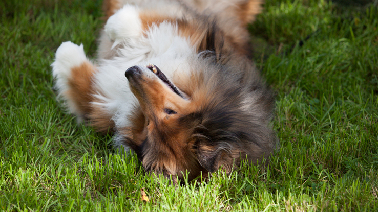 Slider bild 57