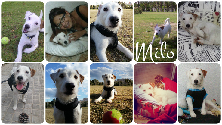 Slider milo