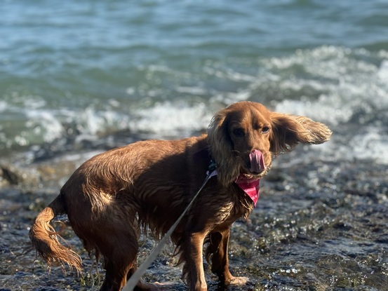 Mill Dogs Happy Tails Puppies Puppy Mill King Cavaliers Of