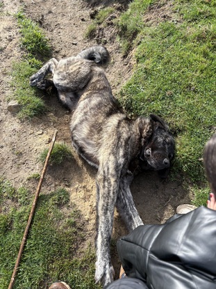 Amante de los animales - Raul - Gudog